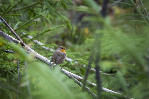 Brown and yellow bird on tree branch