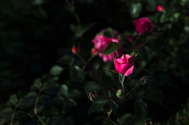 Bud of rose on bush