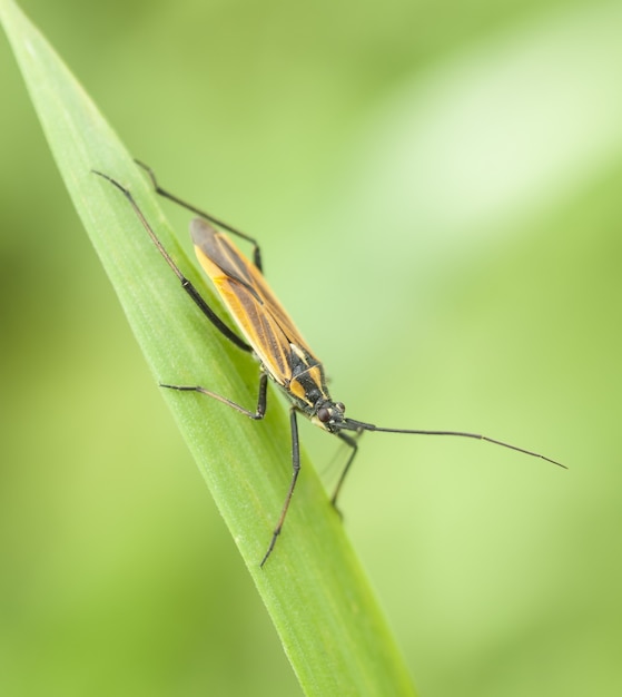 Free photo bug on a leaf