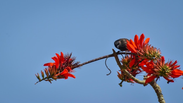 Free Photo bulbul bird perched on a branch with red flowers with a blue background