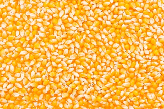 Bulk of corn grains