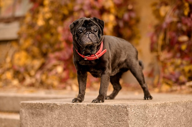 Free photo bulldog. a cute black bulldog with a red dog-collar