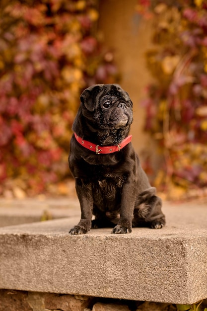 Bulldog. A cute black bulldog with a red dog-collar