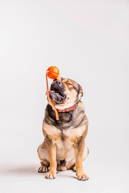 Free photo bulldog playing with toy over white background