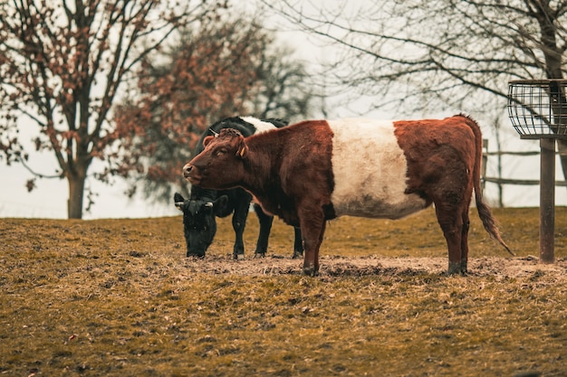 Free photo bulls in a field surrounded by greenery under the sunlight