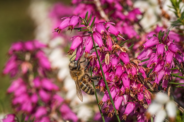 Free photo a bumblebee collecting nectar on beautiful purple flowers from loosestrife and pomegranate family