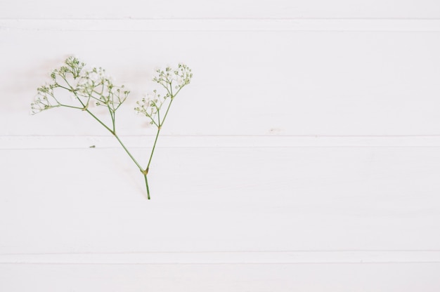 Free photo bunch of baby's breath on a white surface