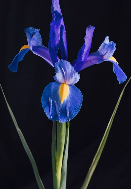 Free photo bunch of beautiful fresh blue blooms