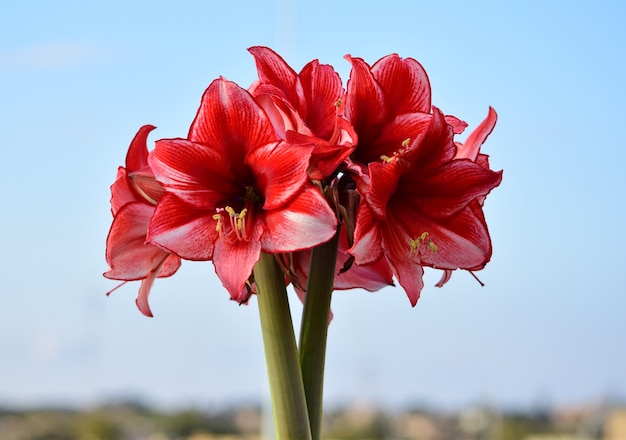 Bunch of Charisma Amaryllis flowers.