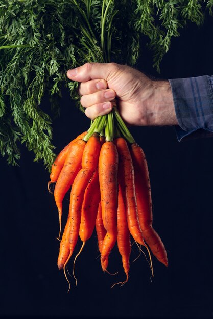 Bunch of fresh carrots without cleaning held by the hand of a farmer.