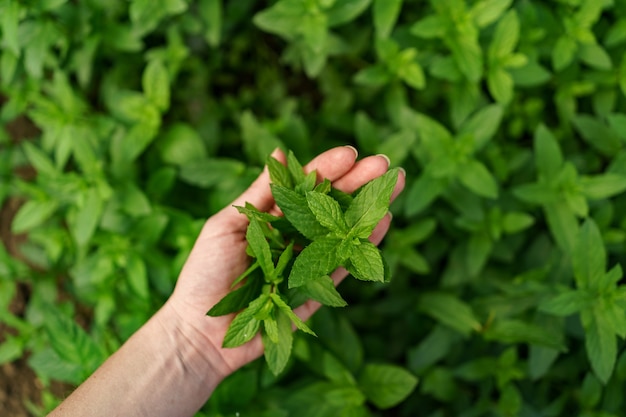 Free photo a bunch of fresh mint in female hands