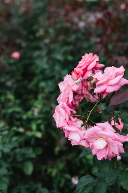 Bunch of fresh pink flowers