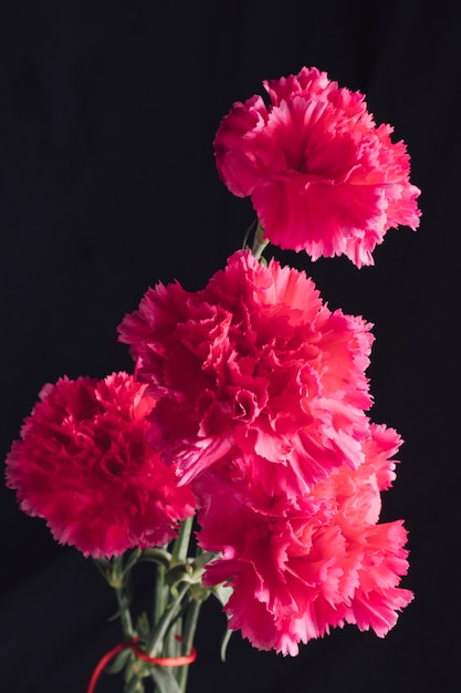 Free photo bunch of fresh pink flowers