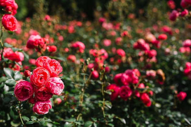 Bunch of fresh pink peony growing in garden