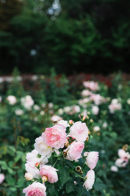 Bunch of fresh white and pink flowers