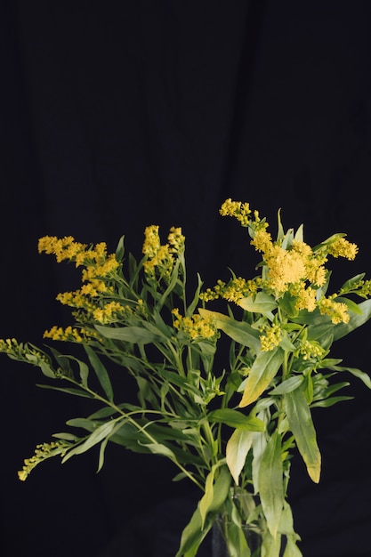 Free Photo bunch of fresh yellow flowers with green foliage in vase