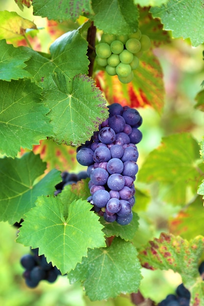 Bunch of grapes growing in a vineyard 