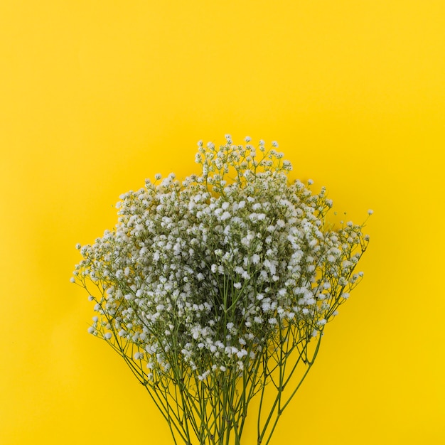 Free photo bunch of gypsophila on yellow background