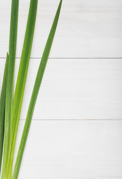 Free photo bunch of long plant leaves