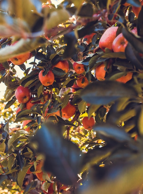 Bunch of oval pink fruits close up