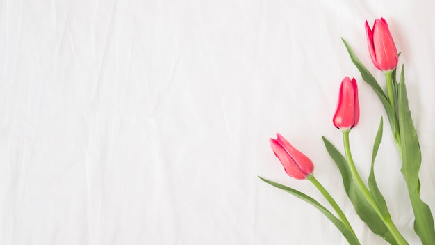 Bunch of pink flowers on stems with green leaves