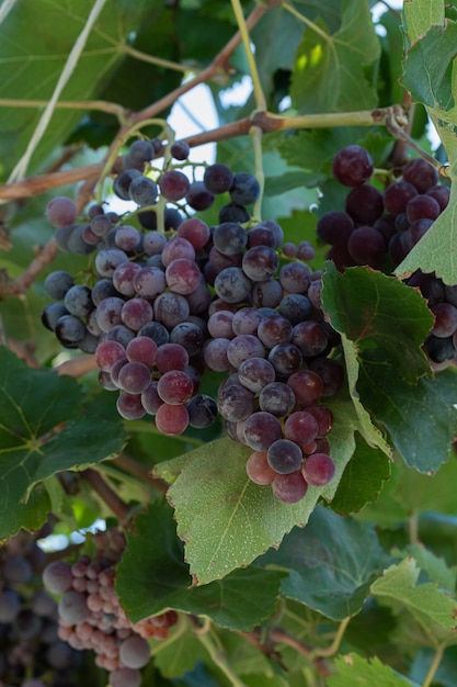 A bunch of red grapes in a green branch