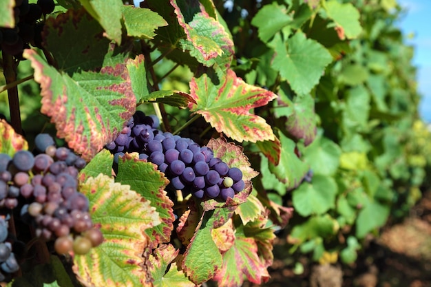 Free photo bunch of red grapes in a vineyard