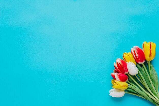 Bunch of tulips on blue backdrop