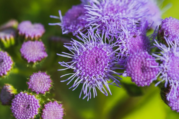 Bunch of wonderful violet flowers