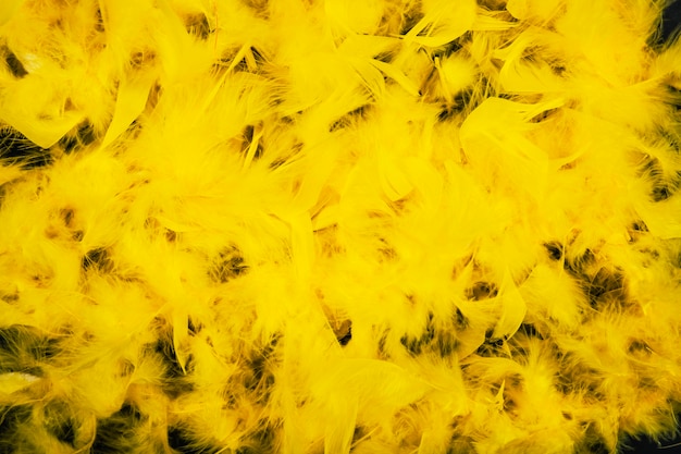 Free photo bunch of yellow feathers