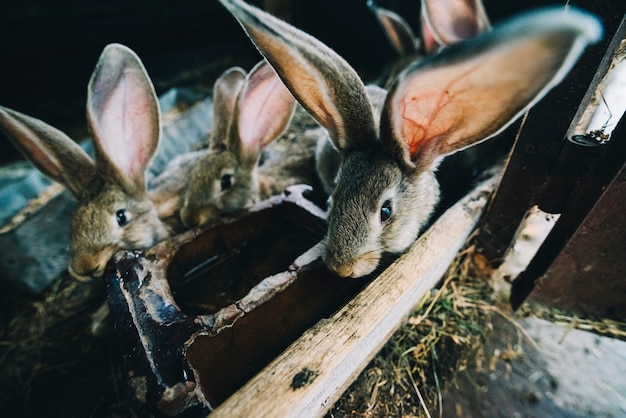 Free Photo bunnies drinking water in the cage