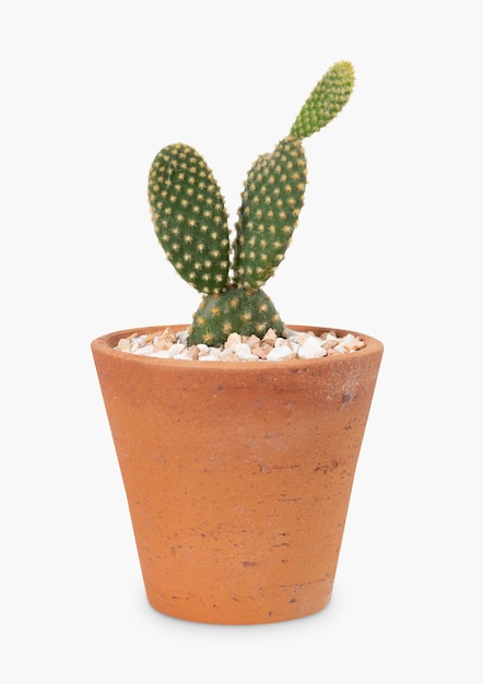 Bunny ear cactus in a terracotta pot