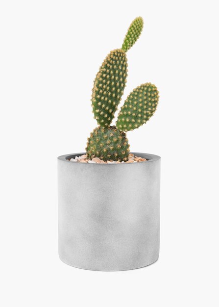 Free photo bunny ears cactus in a gray pot