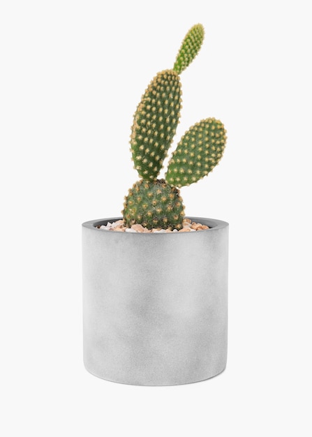 Bunny ears cactus in a gray pot