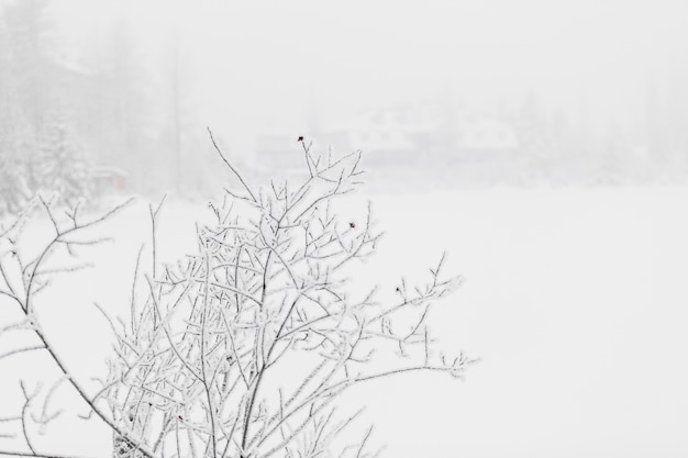 Bush covered with hoarfrost