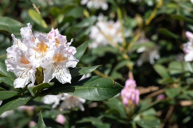 Bush flowers closeup on a blurred background