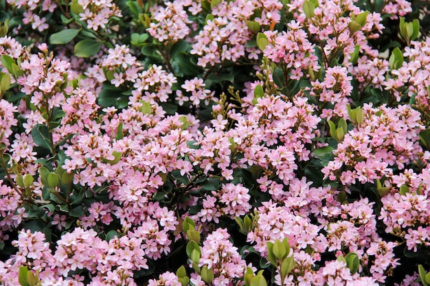 Free photo bush with pink flowers