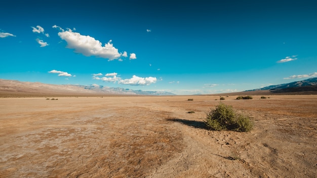 Free photo bushes in the desert of death valley, california