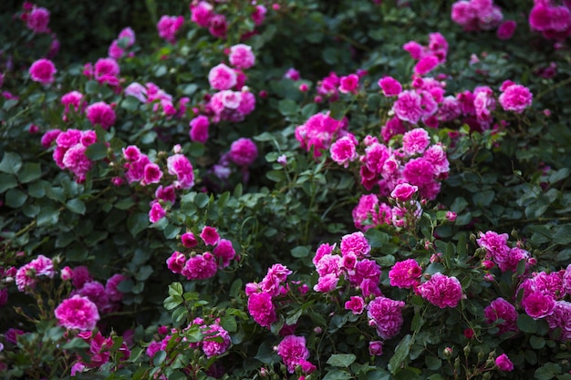 Bushes of magenta flowers