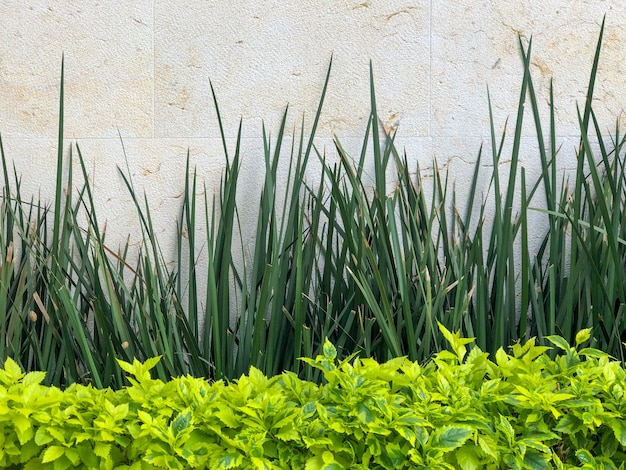 Free photo bushes and plants by the white wall in a garden