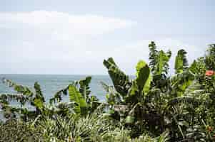 Free photo bushes and trees with the sea on the background in florianopolis, brazil