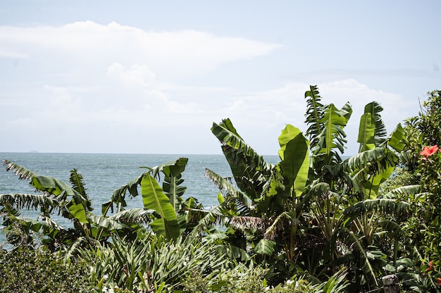 bushes and trees with the sea on the background in Florianopolis, Brazil