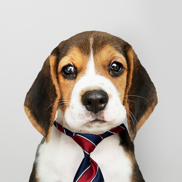 Free photo business beagle puppy wearing tie