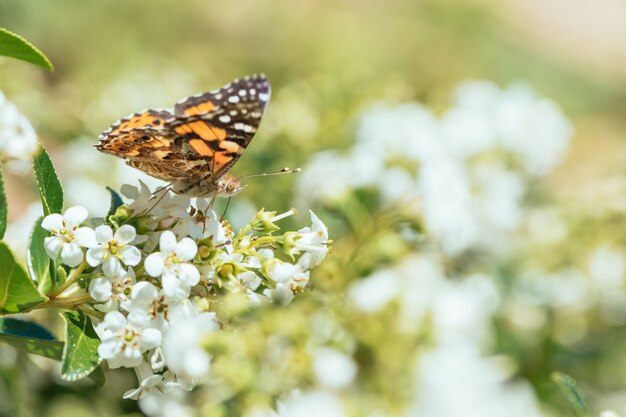 Butterflies and flowers