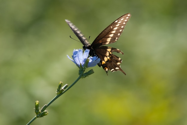 Free photo butterfly on a blue flower