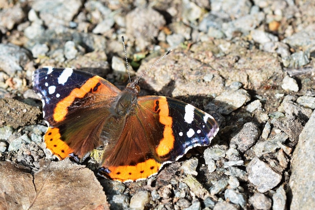 Free Photo butterfly on the floor