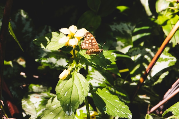 Free photo butterfly on flower