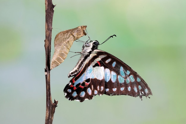 Free photo butterfly perched on a dry branch