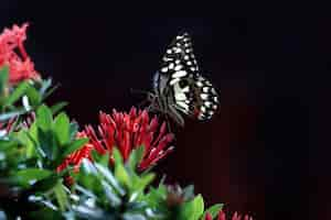 Free photo butterfly perched on flower sucking honey