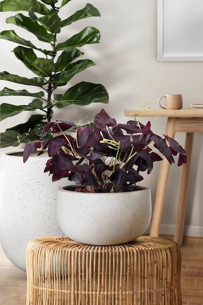 Butterfly plant on a rattan stool